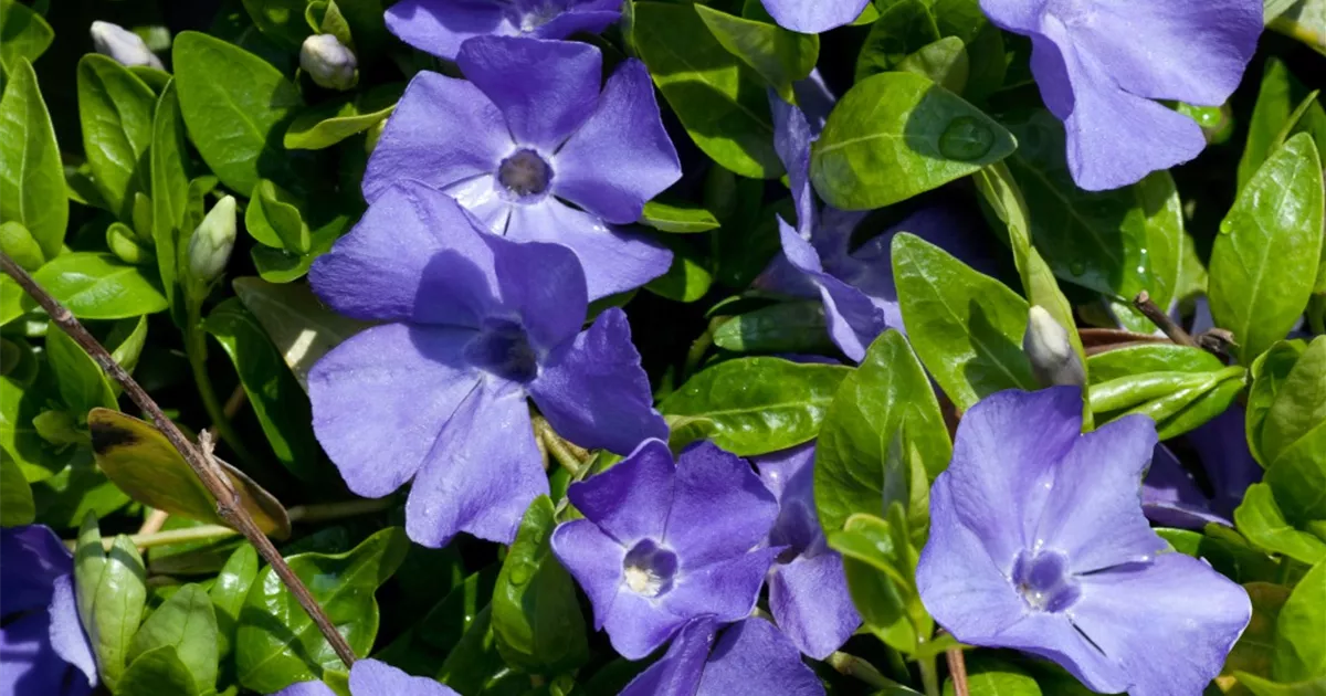 Kleines GartenImmergrün 'Flower Power' Pflanze, Pflege & Tipps Floragard