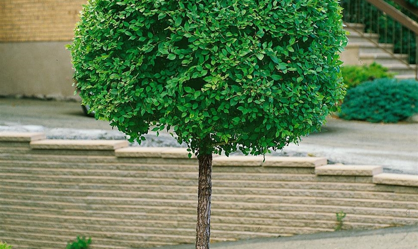 Sibirische Ulme Floragard Pflanzeninfothek