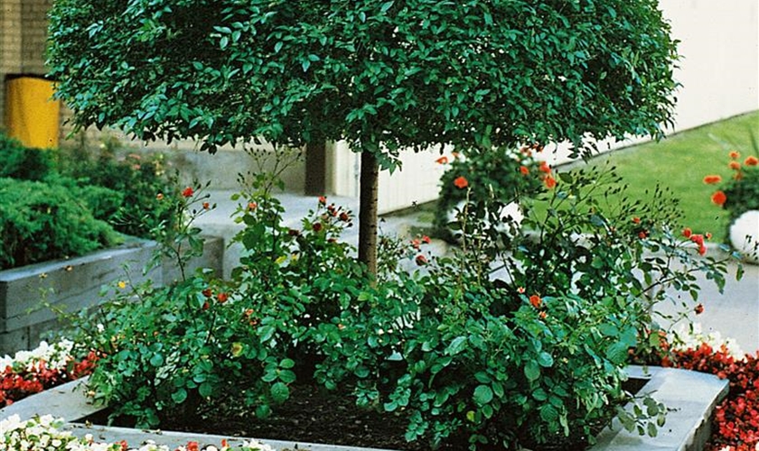Sibirische Ulme Floragard Pflanzeninfothek
