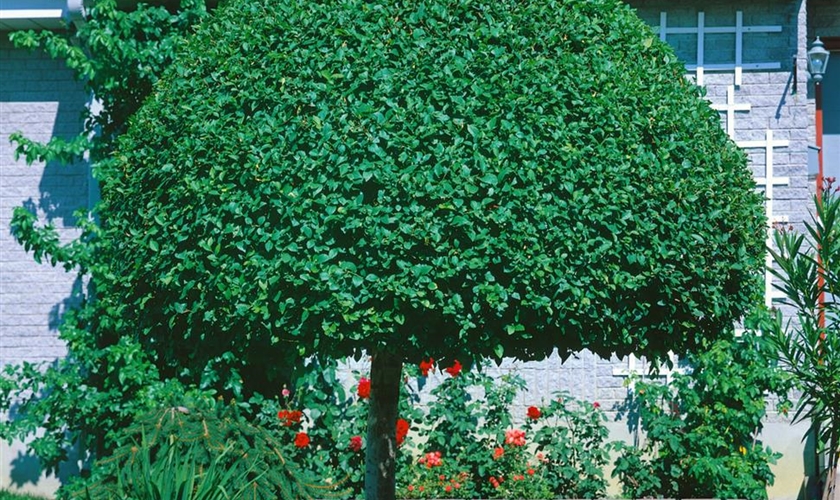Sibirische Ulme Floragard Pflanzeninfothek