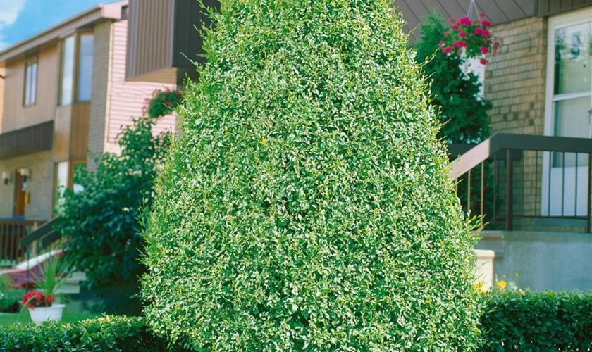 Sibirische Ulme Floragard Pflanzeninfothek
