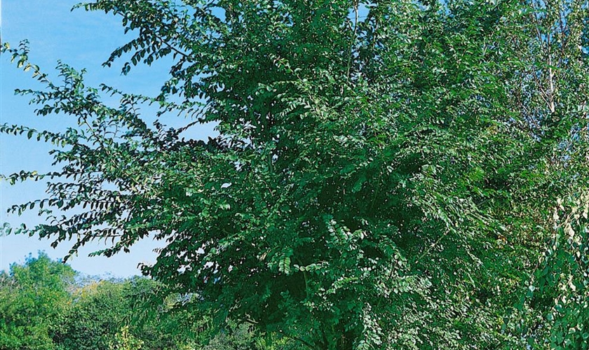 Sibirische Ulme Floragard Pflanzeninfothek