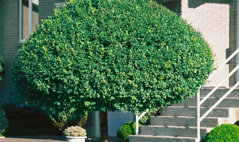 Bilder Von Sibirische Ulmen (Ulmus Pumila) In Deutschland, Monumentale - Foto 9