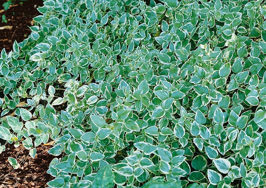 Kleines GartenImmergrün 'Argenteomarginata' Floragard Pflanzeninfothek