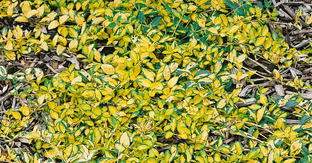 Kleines GartenImmergrün 'Cahill' Pflanze, Pflege & Tipps Floragard