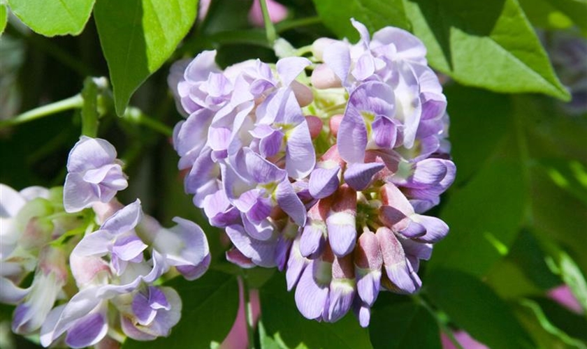 Amerikanischer Blauregen Floragard Pflanzeninfothek