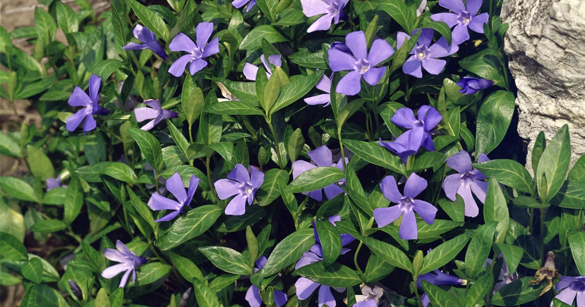 Kleines GartenImmergrün 'Mollies Trio' Pflanze, Pflege & Tipps Floragard