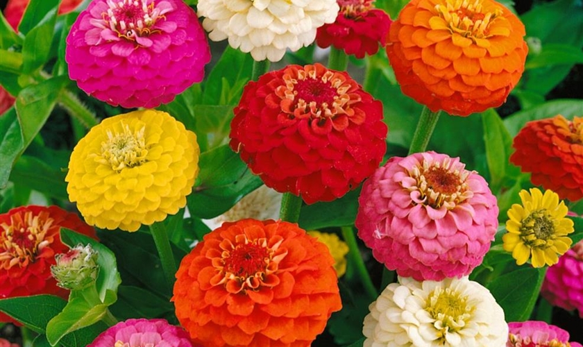GartenZinnie 'Liliput' Floragard Pflanzeninfothek