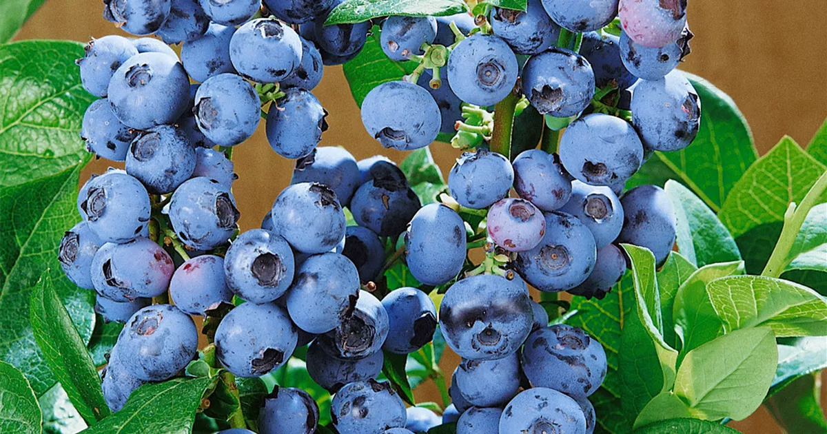 Winterharte Heidelbeer-Pflanze Goldtraube - Kräftiger Strauch Ca. 55cm Im Topf