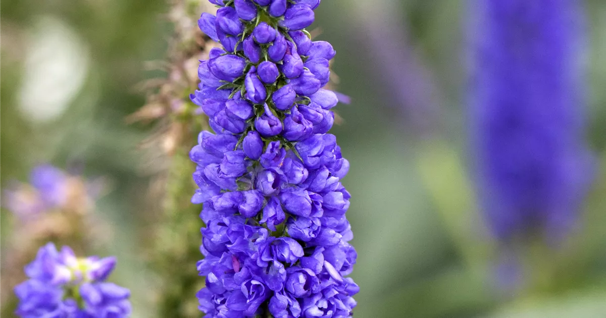 Veronica longifolia Pflanze, Pflege & Tipps Floragard