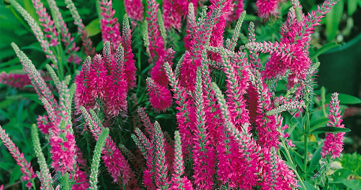 Pseudolysimachion spicatum 'Rotfuchs' Pflanze, Pflege & Tipps Floragard
