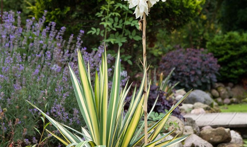 Schlaffe GartenPalmlilie 'Golden Sword' Floragard Pflanzeninfothek