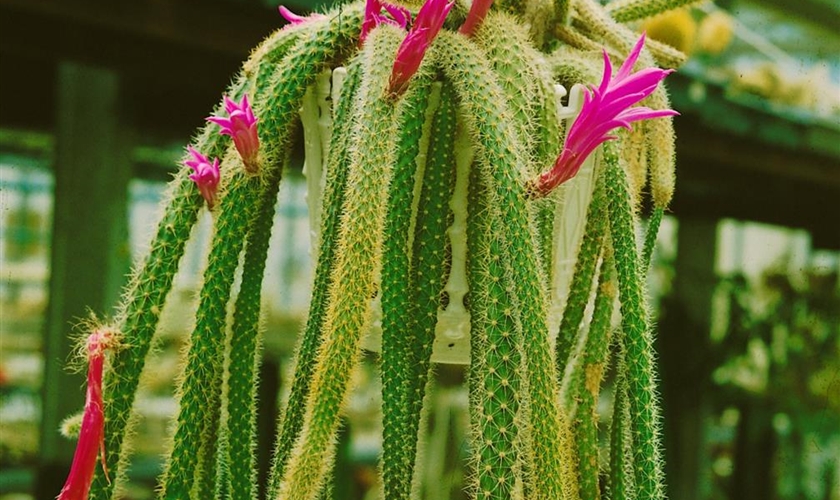 Schlangenkaktus - Floragard Pflanzeninfothek