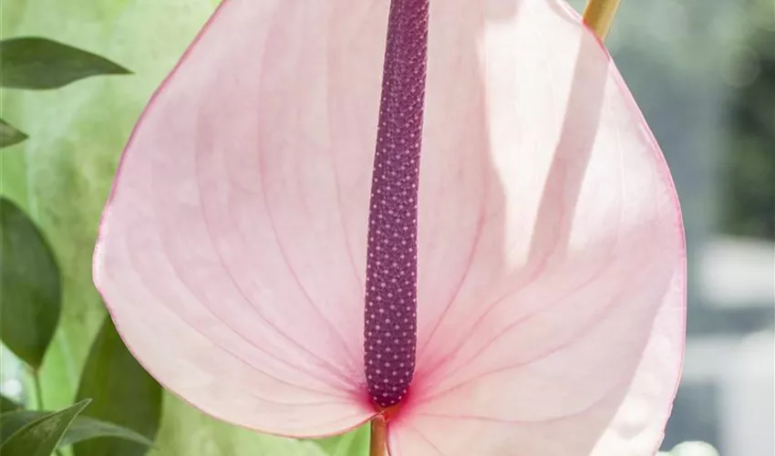 Anthurium x andreanum, rosa Pflanze, Pflege & Tipps ▷ Floragard