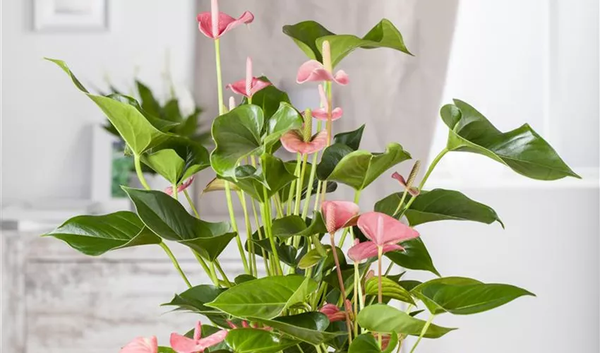 Tipps x andreanum, Floragard & Pflege Anthurium rosa Pflanze, ▷
