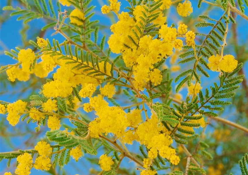 Mimose Floragard Pflanzeninfothek