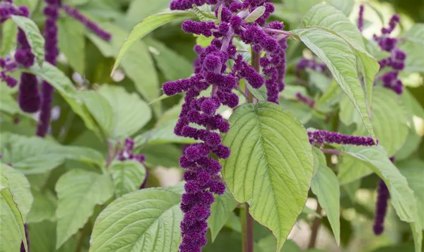 Amaranthus caudatus 'Pony Tails Mixed' Pflanze, Pflege & Tipps Floragard