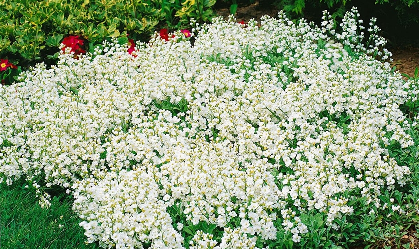 Kaukasische Gänsekresse Floragard Pflanzeninfothek