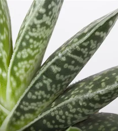 Aloe Vera - die Pflanze, die schön macht