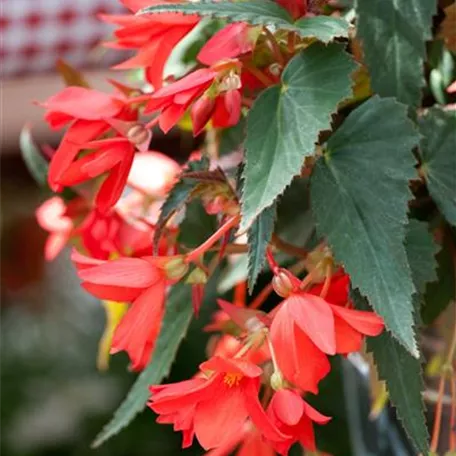Begonia boliviensis 'Sparkler'®