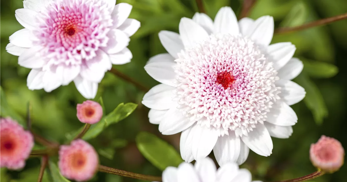 Margerite Pflanze, Pflege & Tipps Floragard
