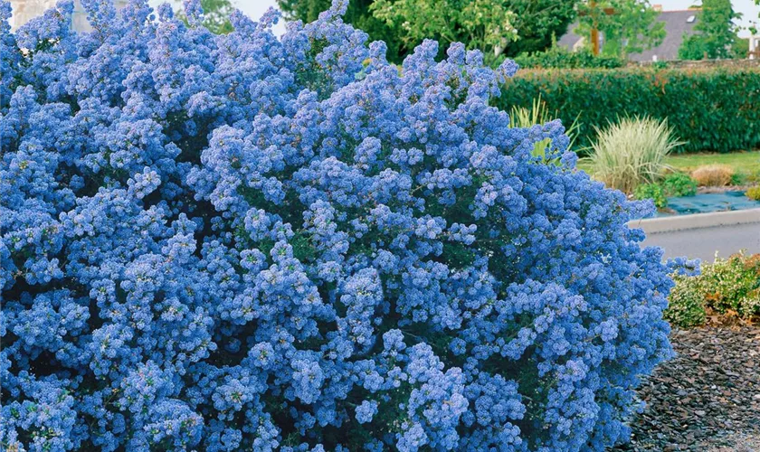 Ceanothus thyrsiflorus 'Puget Blue' Pflanze, Pflege & Tipps ▷ Floragard