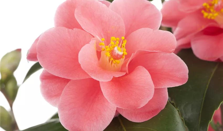 Camellia japonica, rosa Pflanze, Pflege & Tipps ▷ Floragard