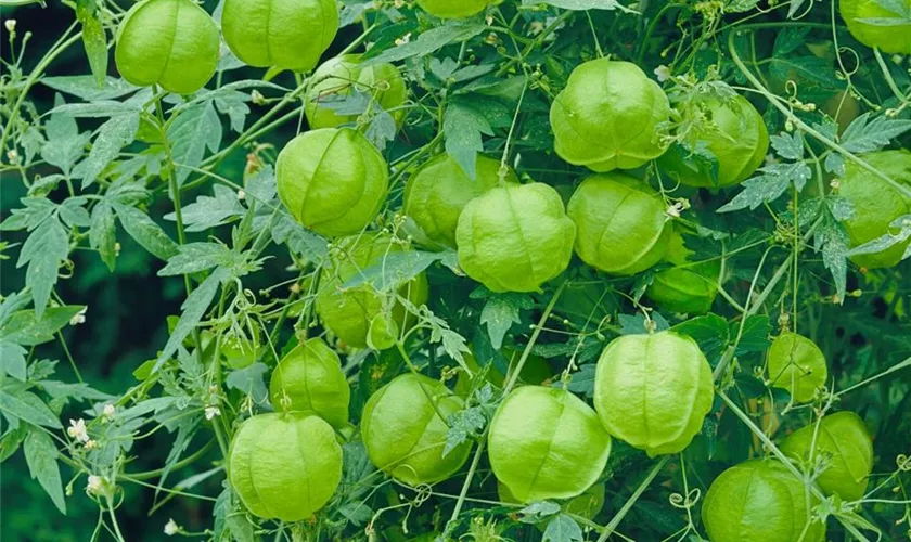 Cardiospermum halicacabum 'Herzballon'
