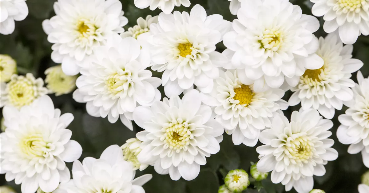 Chrysantheme Pflanze, Pflege & Tipps Floragard