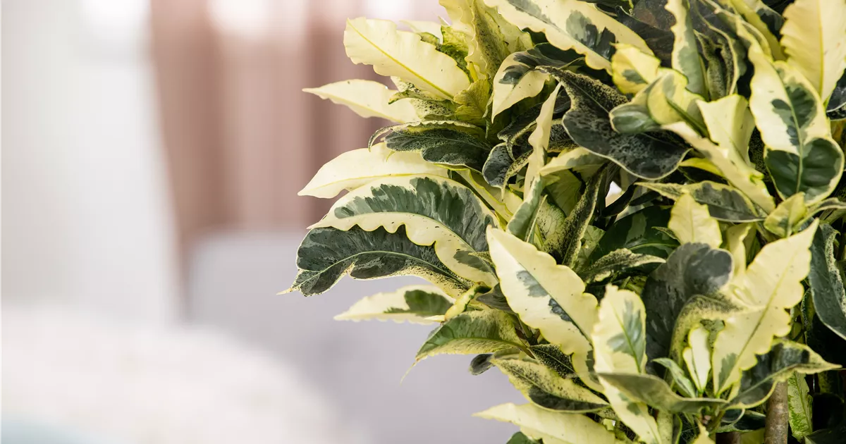 Codiaeum variegatum 'Tamara' Pflanze, Pflege & Tipps Floragard
