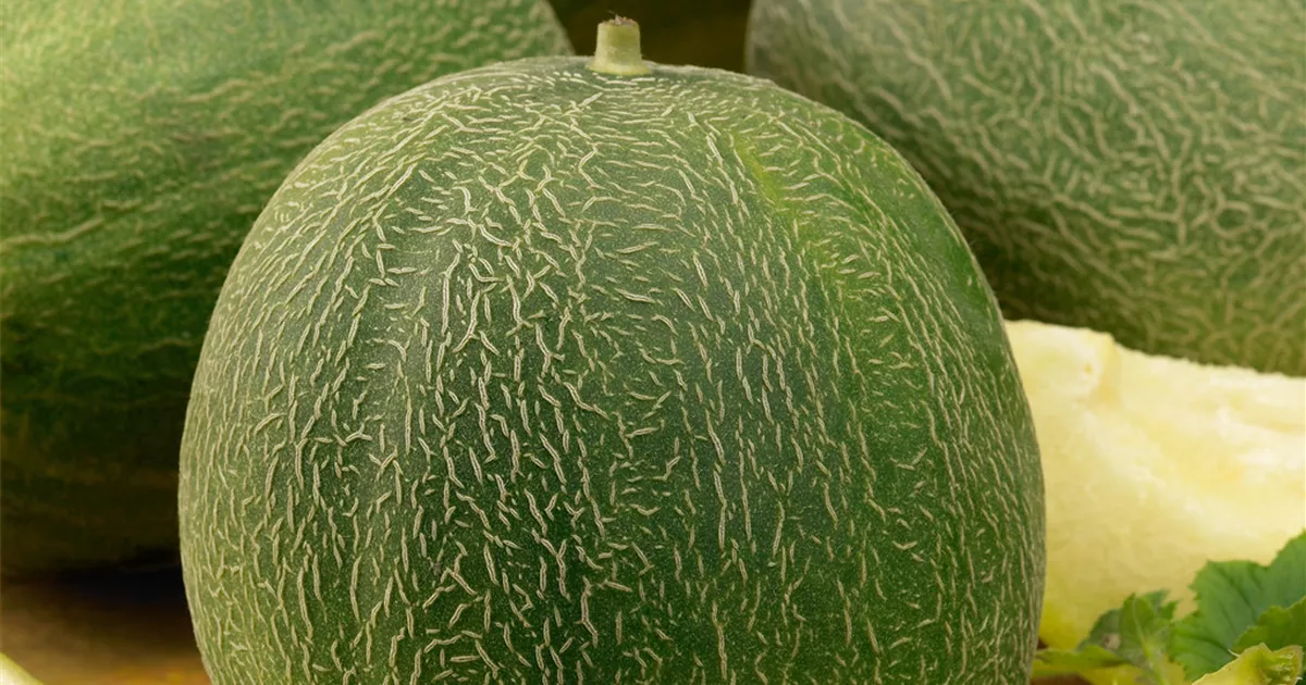 Honigmelone Pflanze, Pflege & Tipps Floragard