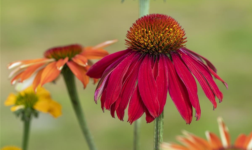 Echinacea purpurea, rot Floragard Pflanzeninfothek