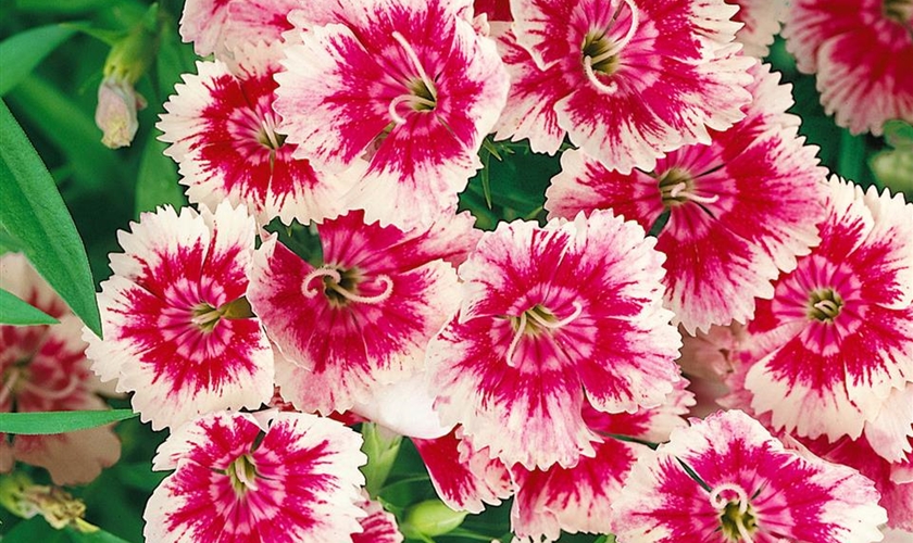 Chinesische Nelke Floragard Pflanzeninfothek