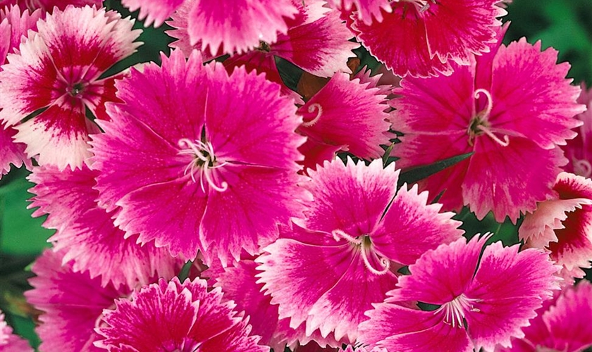 Chinesische Nelke Floragard Pflanzeninfothek