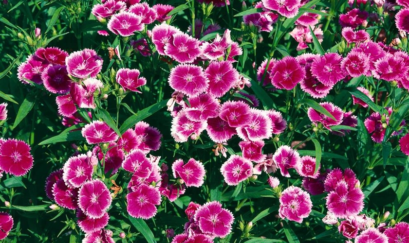 Chinesische Nelke Floragard Pflanzeninfothek