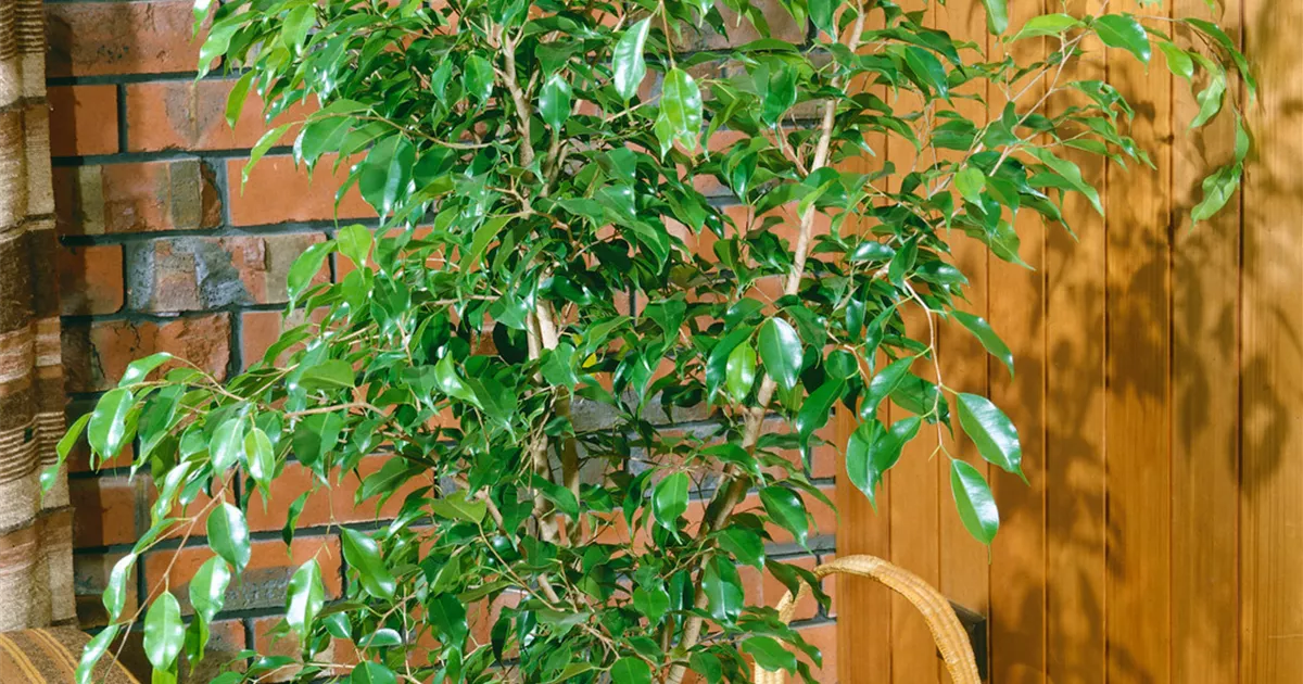 Ficus Pflanze, Pflege & Tipps Floragard