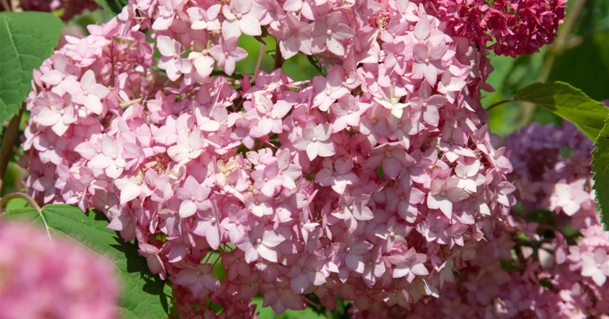 Endless Summer Hortensie Ist Ein Schlappi Hortensie 'Endless Summer'® Collection Pflanze, Pflege & Tipps Floragard