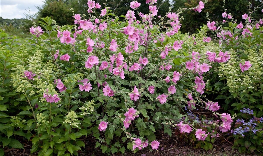 GartenBuschMalve �Rosea� Floragard Pflanzeninfothek