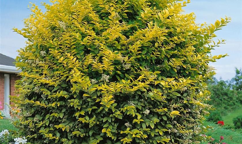 Liguster Floragard Pflanzeninfothek