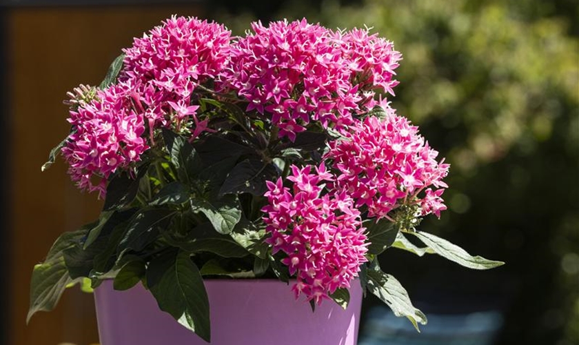 Fünfzahlstrauch Floragard Pflanzeninfothek