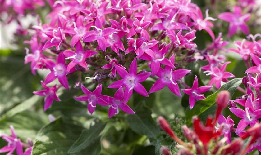 Fünfzahlstrauch Floragard Pflanzeninfothek