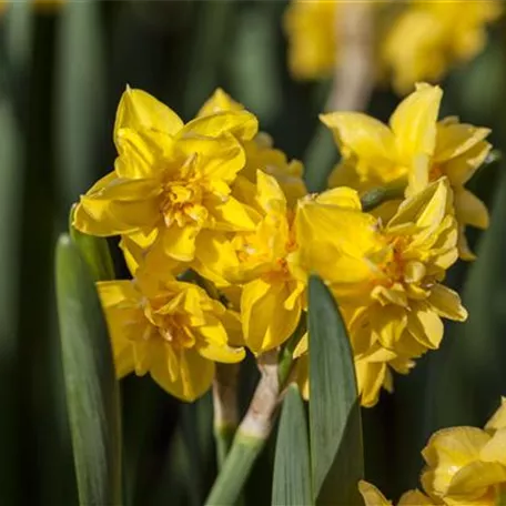 Narcissus cyclamineus 'Tête-à-Tête Boucle'