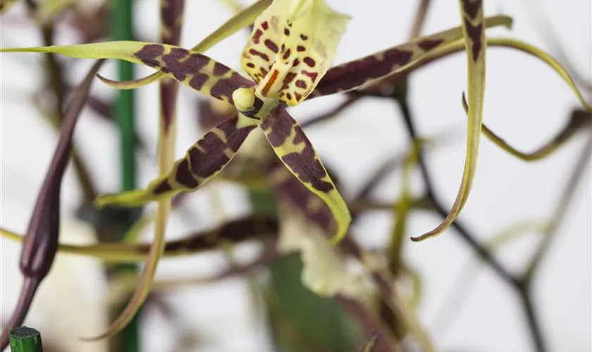 Odontoglossum Pflanze, Pflege & Tipps Floragard