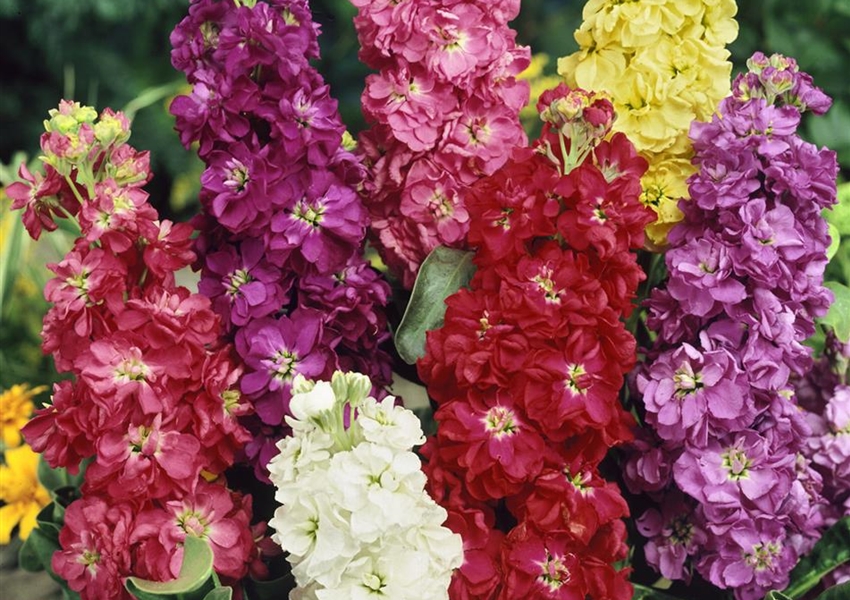 GartenLevkoje Floragard Pflanzeninfothek