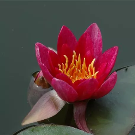 Nymphaea, rot