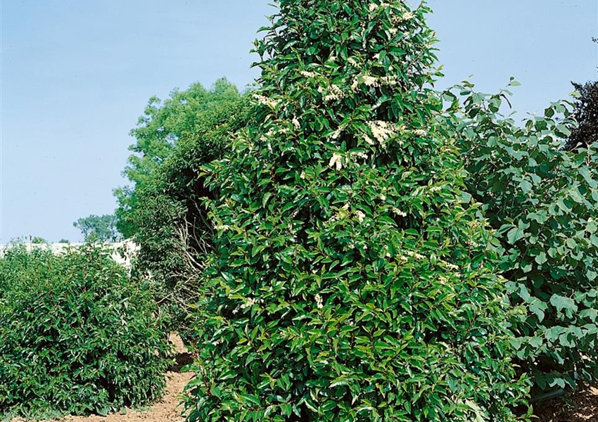 Portugiesische Lorbeerkirsche 'Angustifolia' Floragard Pflanzeninfothek