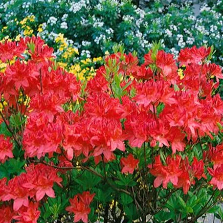 Rhododendron mollis x sinensis, rot