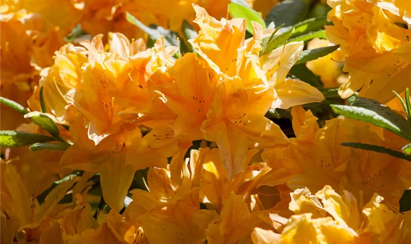 Rhododendron molle 'Princess Juliana'