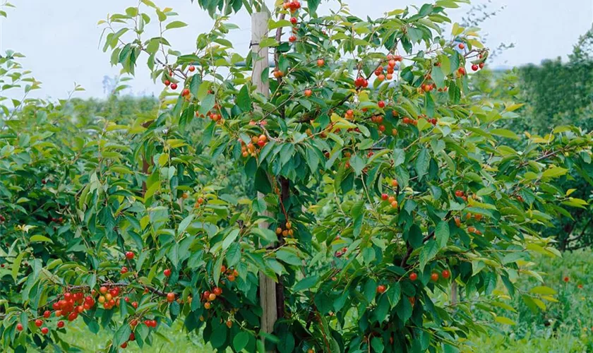 Prunus cerasus 'Duo-Sauerkirsche' Pflanze, Pflege & Tipps Floragard