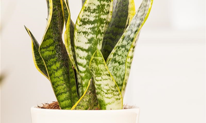 Bogenhanf Floragard Pflanzeninfothek